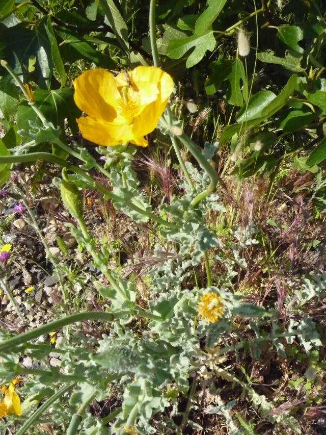 Papavéracé jaune (Glaucium flavum) P1080715