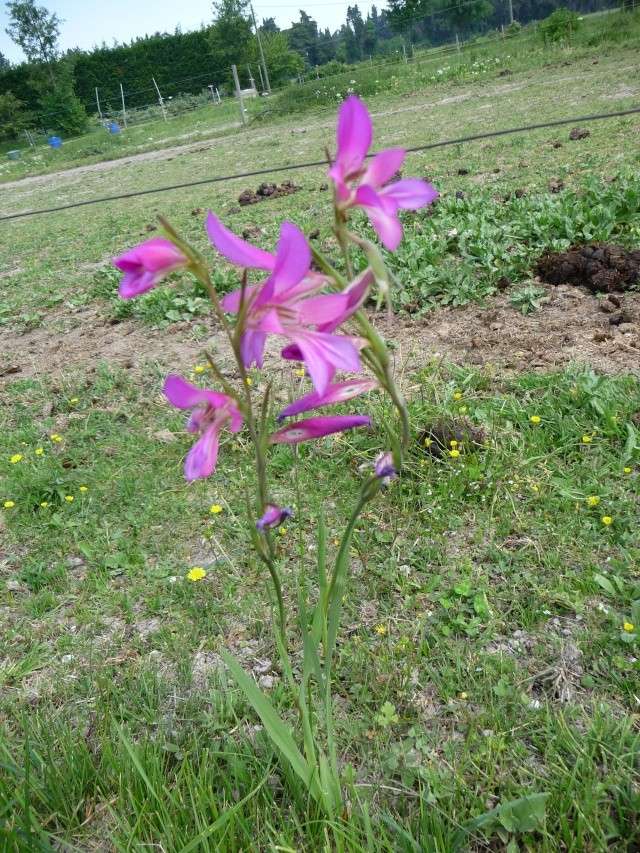 Gladiolus illyricus P1080814