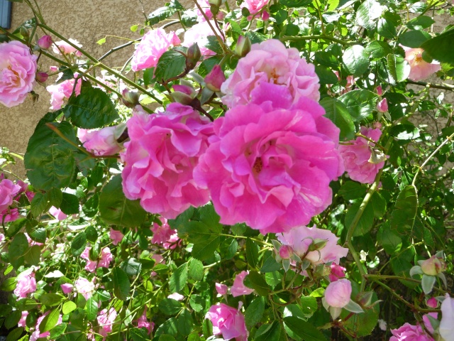Un rosier qui fleurit à l'ombre :  Rosa x 'Mme Grégoire Staechelin' P1090016