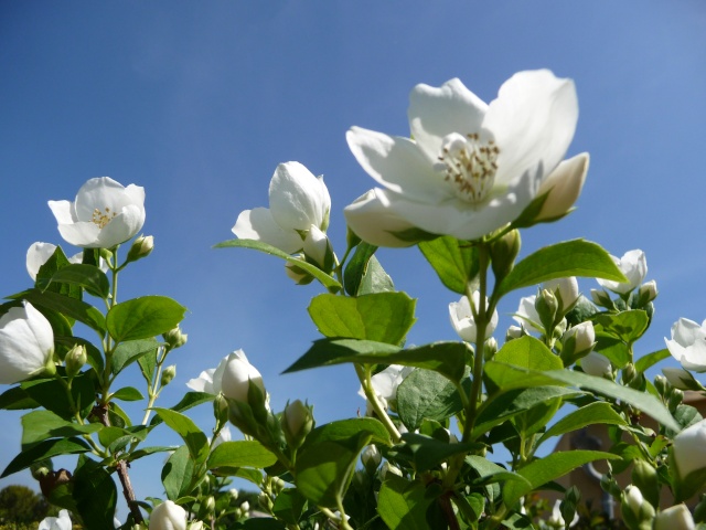 Philadelphus, Seringat "virginal" P1090021