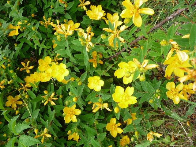 HYPERICUM patulum "Hidcote" P1090226