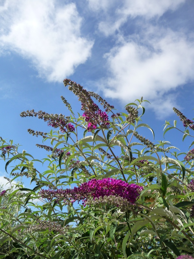 Buddleia davidii P1090311