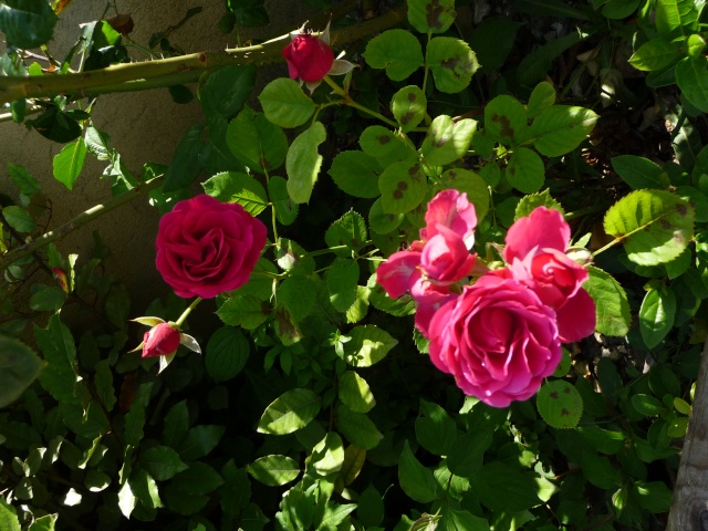 Les roses de nos jardins! - Page 5 P1090316