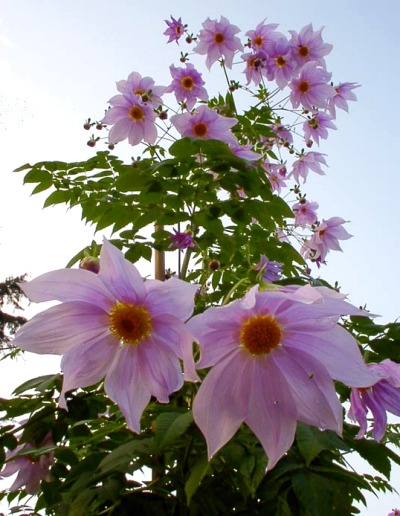 Dahlia imperialis ou Dahlia en arbre Tree_d10