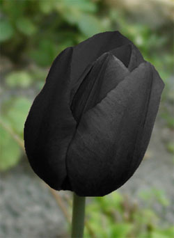 Fleurs noires - Page 2 Tulipe10