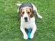 SHIPPER, beagle mâle, 2 ans 1/2 (59) Shippe11