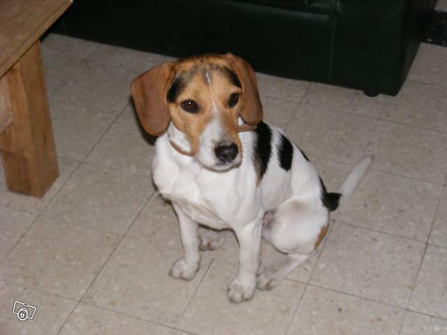 CARAMEL croisé beagle, mâle, 2 ans et demi (Lille 59) X_beag10