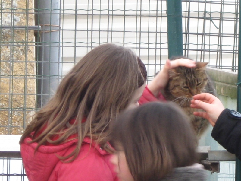 Fiona, tigrée avec tâches écailles de 2 ans F2vrie15