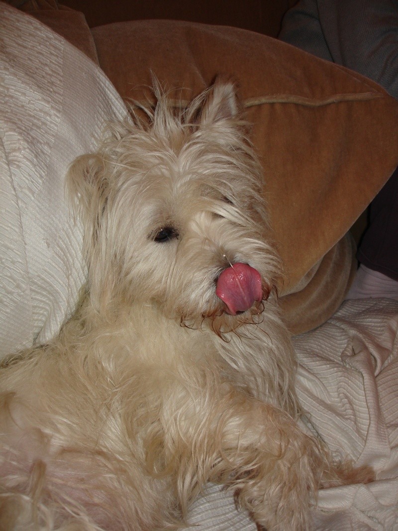 CHESTER westie mâle de 2,5 ans - Page 2 Dsc05116