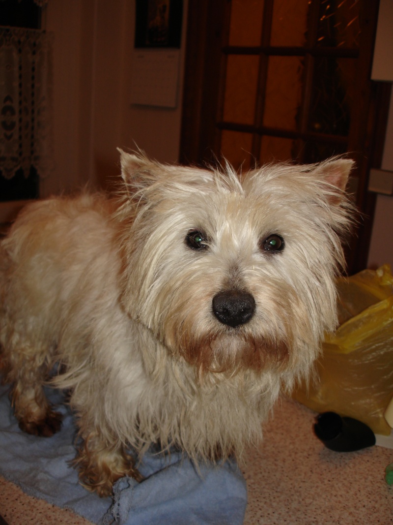 BICHE femelle westie de 3,5 ans  Dsc05411