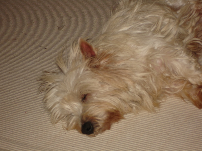 BICHE femelle westie de 3,5 ans  Dsc05414