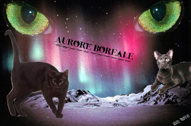 Aurore Boréale - Clan de la Lune Aurore10