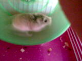 ma p'tite hamster russe Photo101