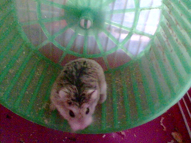 ma p'tite hamster russe Photo102