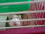 ma p'tite hamster russe Photo103