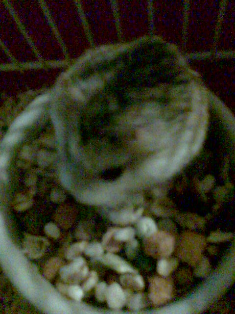 ma p'tite hamster russe Photo104