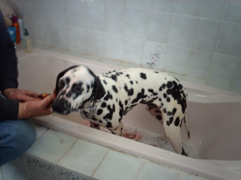 [ADOPTE]C.BEE - dalmatien M - 3 ans - en FA (dpt 64) - asso dalmaSF Cbee_n13