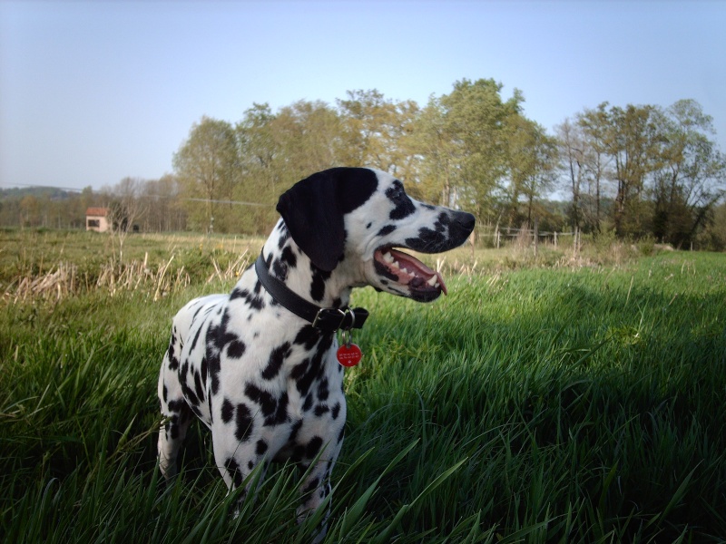 [ADOPTE]C.BEE - dalmatien M - 3 ans - en FA (dpt 64) - asso dalmaSF Cbee_n38