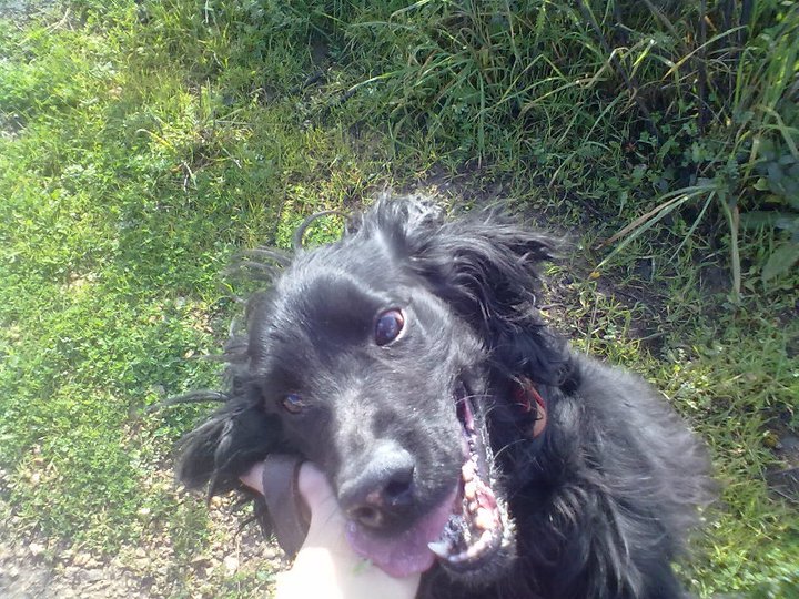 Cocker, 2 anos, macho, preto, lindo! Lisboa 18162110