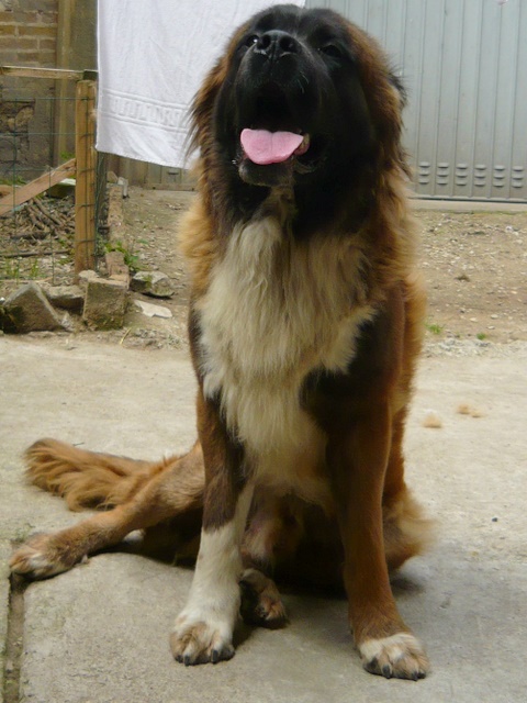 ROX croisé Saint Bernard / Léo? M 2 ans (FA ou adoption) 011