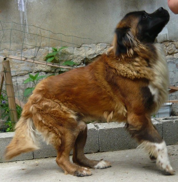 ROX croisé Saint Bernard / Léo? M 2 ans (FA ou adoption) 111