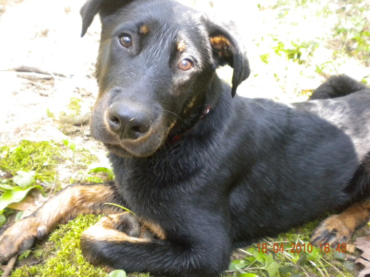 Chiot male 6 mois en Savoie Bebe10