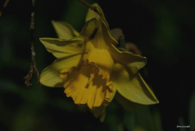 Le jardin Fleuri  Dsc06510