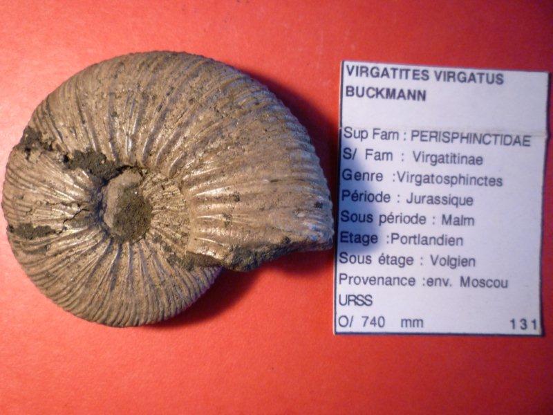 Ammonitida - Perisghinctidae - † Virgatites virgatus (Buch 1830) - Portlandien (envir. Moscou URSS)  Amo_0010