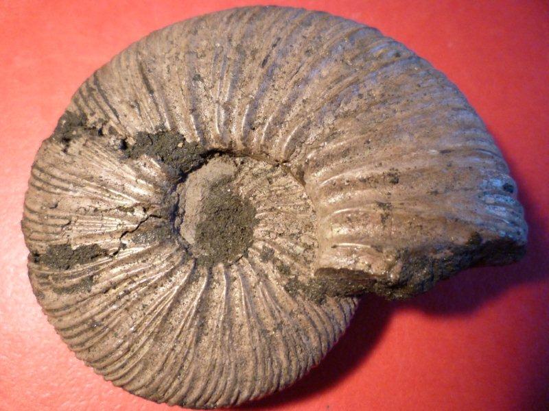 Ammonitida - Perisghinctidae - † Virgatites virgatus (Buch 1830) - Portlandien (envir. Moscou URSS)  Amo_0011
