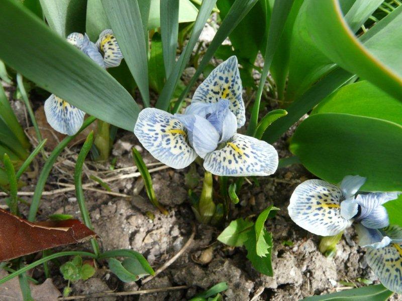 Iris naines Bijout10
