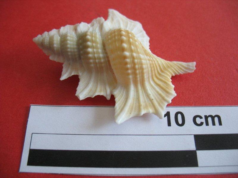 Cymatiidae Gyrineum perca - (Perry, 1811) (original combination) Biplex10