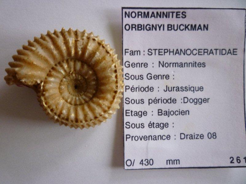 Ammonitida - Stephanoceratidae - † Normannites orbignyi (BUCKMAN, 1908) - Bajocien Norman11