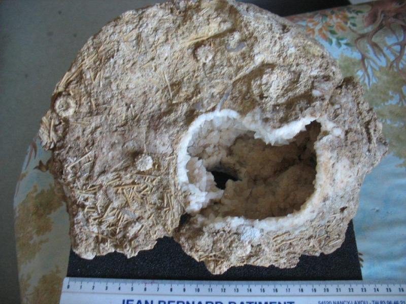 Ammonitida - Cenoceratidae - † Cenoceras lineatum (Sowerby, 1813) &  Acrosaleniidae - Acrosalenia hemicidaroïdes var. bradfordensis - Bathonien inf. Oursin15