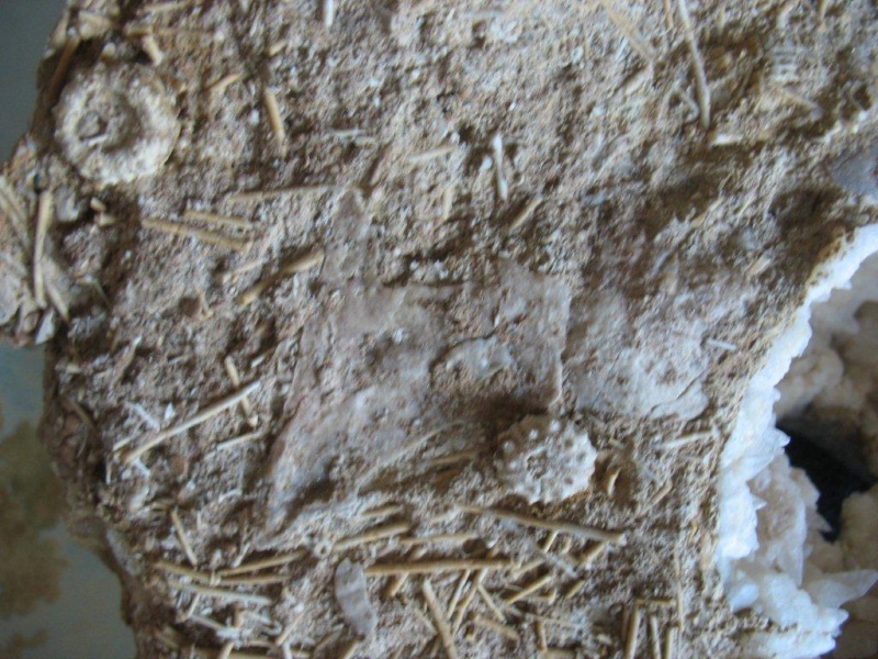 Ammonitida - Cenoceratidae - † Cenoceras lineatum (Sowerby, 1813) &  Acrosaleniidae - Acrosalenia hemicidaroïdes var. bradfordensis - Bathonien inf. Oursin17