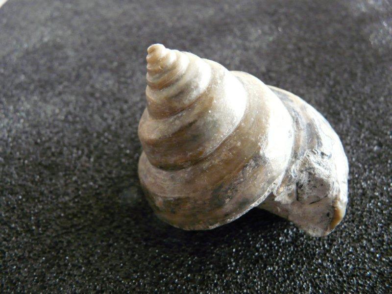 Pleurotomariidae - † Pleurotomaria sp.  - Oxfordien inf. (Villers sur mer - 14) Pleuro10
