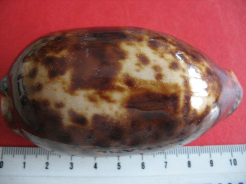 Chelycypraea testudinaria - (Linnaeus, 1758) Porcel13