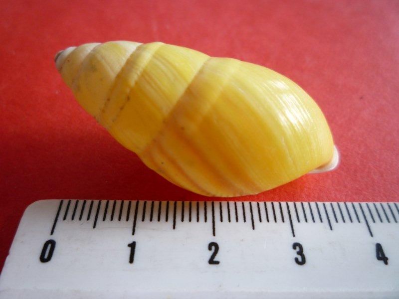 Amphidromus qui a mal tourné Terres10