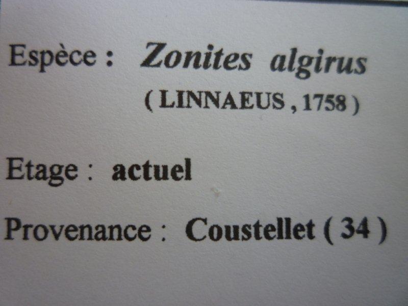 Zonites algirus (Linnaeus, 1758) - Sud & méditerranéen Zonite10