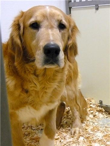 Gros SOS pour ces deux chiennes golden retriever qui risquent l'euthanasie Golden10