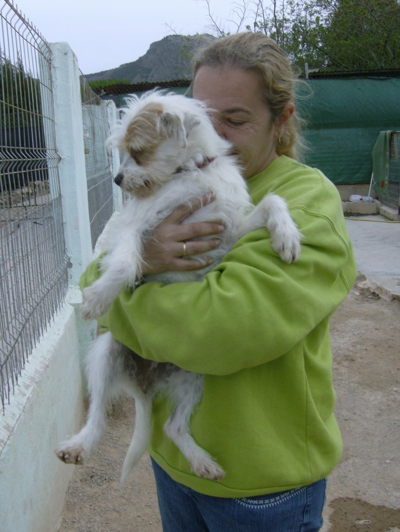 95 -  NIVA croisée ratier /caniche (griffon) de 7 mois Hpim0510