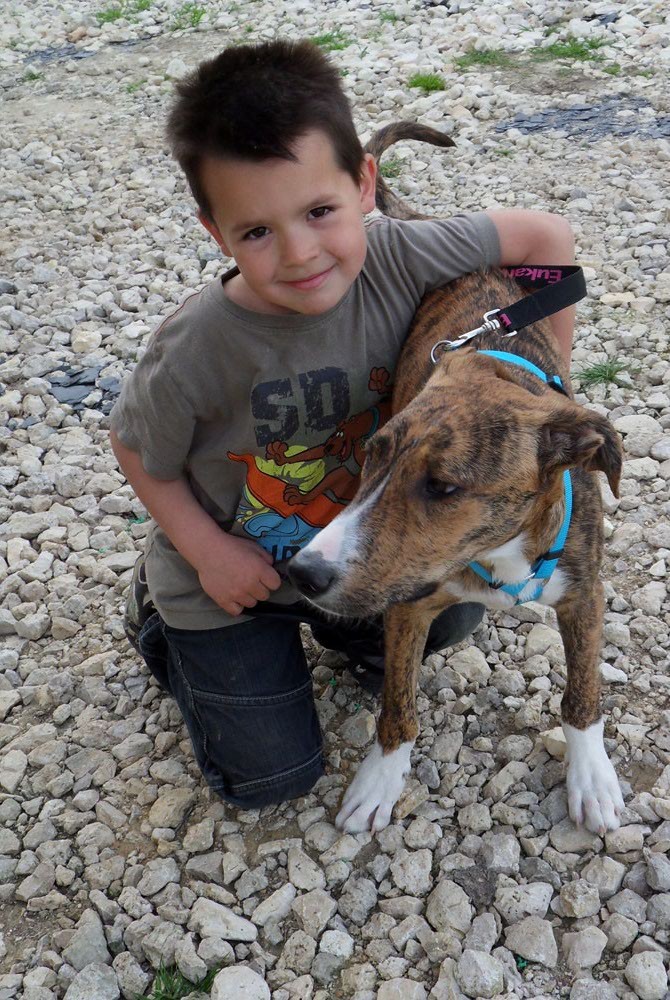 NINO, croisé Greyhound de 3 mois Lucas_10