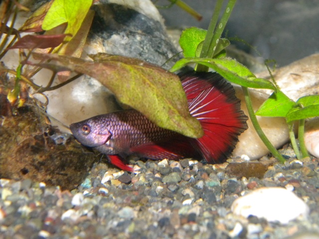 J'ai enfin mes bettas! Je_sui11