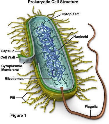 Les maladies cher nos amis les poissons ( toutes les maladies commune ) Bacter10