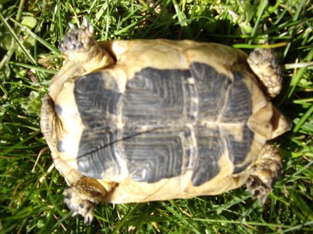 Mes tortues graecas 11_50_10