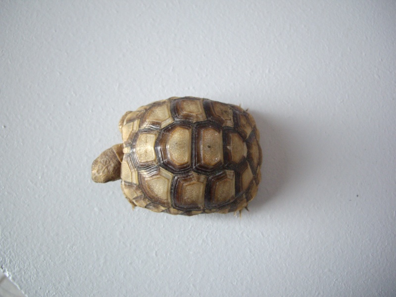 j'ai un doute de l'espèce de cette tortue , besoin de vous Imgp2213