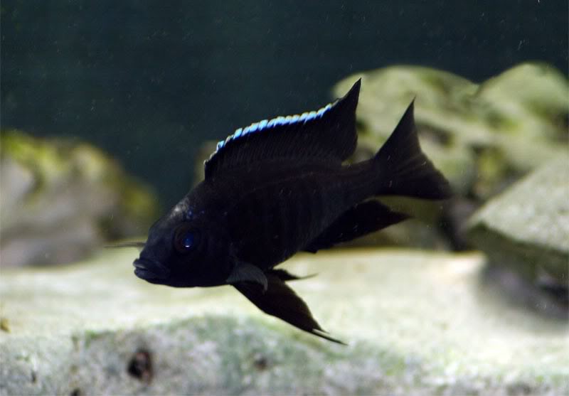 Copadichromis melas Copa_m10