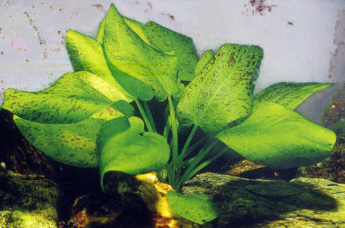 echinodorus schlueteri Echino10