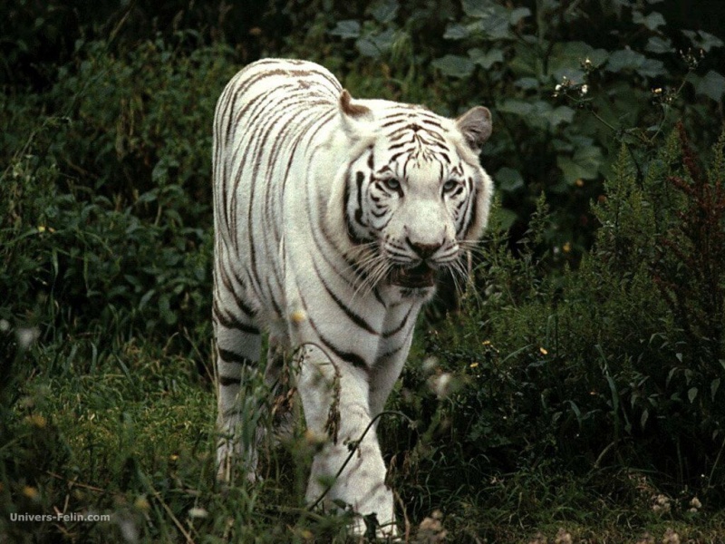 kouma : un tigre blanc Real_t10