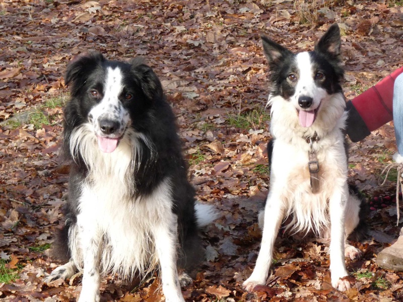 femelle border collie 5 ans dptm 35 - Page 2 P1090137