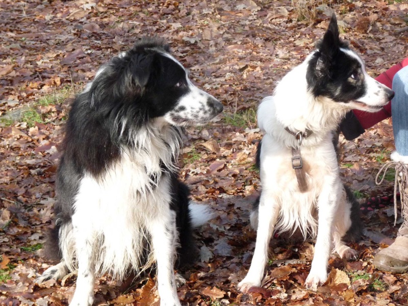 femelle border collie 5 ans dptm 35 - Page 2 P1090138